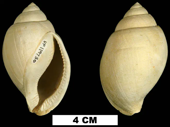 Sconsia hodgii from the Late Pliocene Tamiami Fm. (Pinecrest Beds) of Sarasota County, Florida (UF 119730).