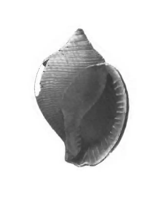 Specimen of Sconsia paralaevigata figured by Gardner (1947, pl. 54, fig. 11); 36 mm in length.