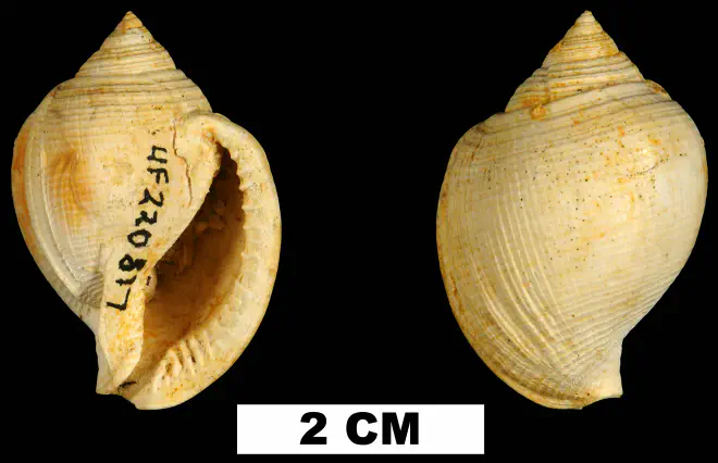 Sconsia paralaevigata from the Early Miocene Chipola Fm. of Calhoun County, Florida (UF 220817).