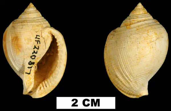 Sconsia paralaevigata
