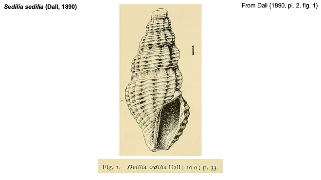 Illustration of Sedilia sedilia from Dall (1890).