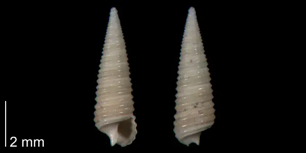 Seila adamsii