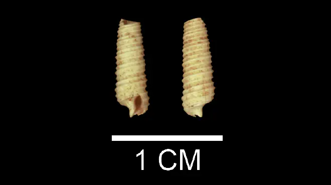Seila adamsii from the upper Pliocene Yorktown Fm. of Isle of Wight County, Virginia (SDSM 135248).