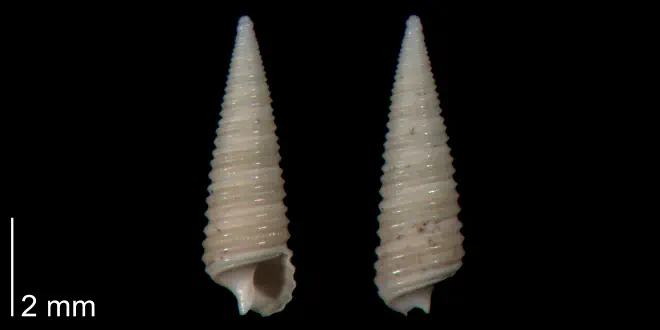 Seila adamsii from the lower Pleistocene Waccamaw Fm. of Brunswick County, North Carolina (PRI 70426).