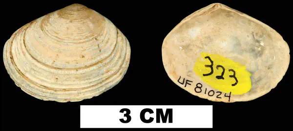 Semele alumensis