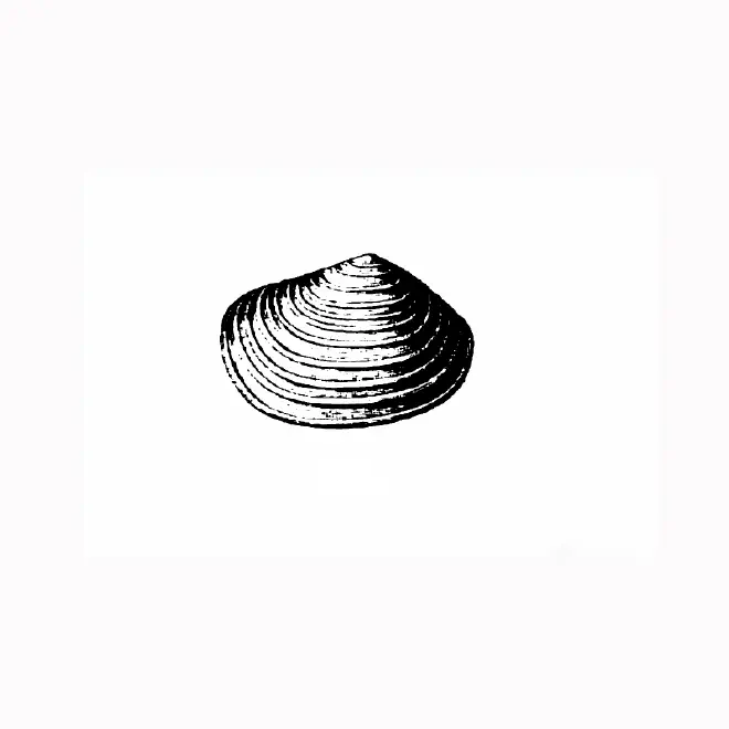 Specimen of Semele alumensis figured by Dall (1900, pl. 43, fig. 4); 8.5 mm.