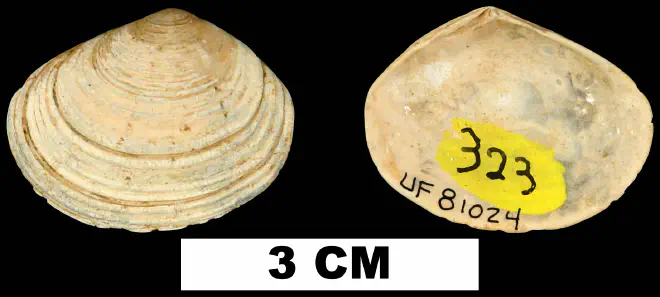Semele alumensis from the Late Pliocene Jackson Bluff Fm. of Leon County, Florida (UF 81024).
