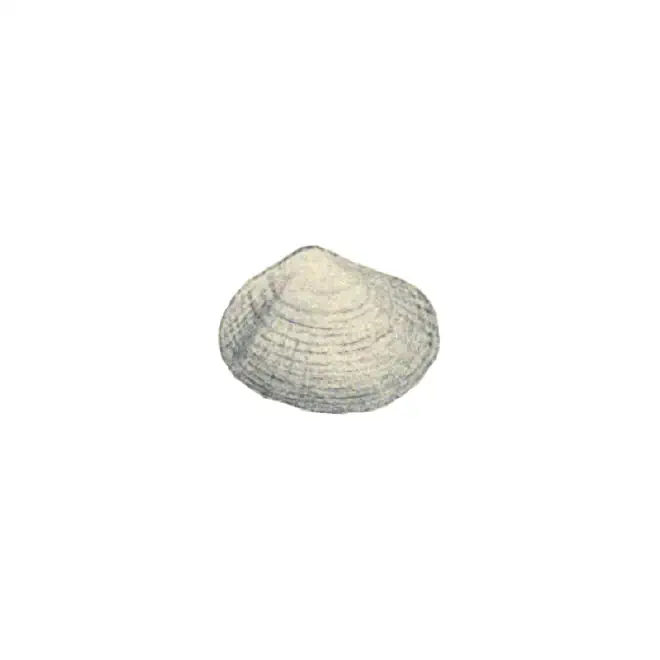 Specimen of Semele bellastriata figured by Conrad (1837, pl. 20, fig. 4).