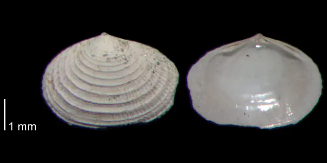 Semele bellastriata from the James City Fm. of Beaufort County, North Carolina (PRI 70480-1).