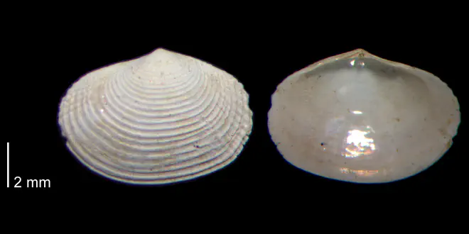 Semele bellastriata from the James City Fm. of Beaufort County, North Carolina (PRI 70480-2).