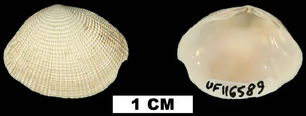 Semele bellastriata