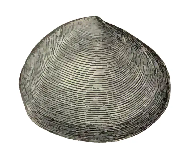 Specimen of Semele chipolana figured by Dall (1898, pl. 37, fig. 3); 54 mm in length.
