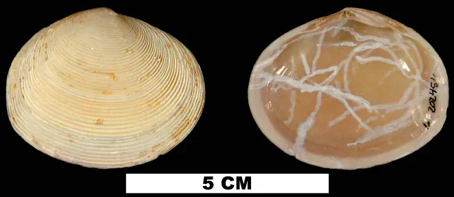 Semele chipolana from the Early Miocene Chipola Fm. of Calhoun County, Florida (UF 202454).