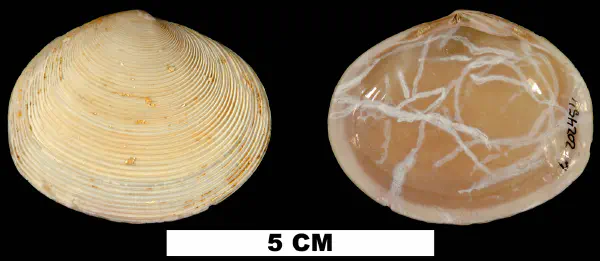 Semele chipolana