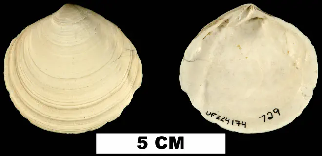 Semele harveyensis from the Late Pliocene Tamiami Fm. (Pinecrest Beds) of Okeechobee County, Florida (UF 225174).