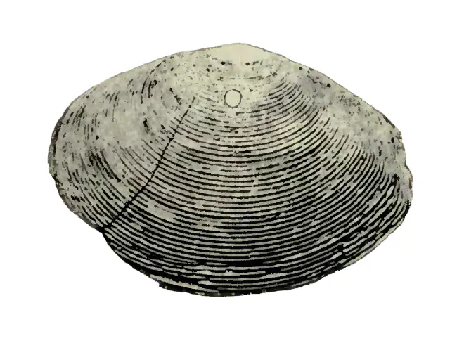 Specimen of Semele perlamellosa figured by Heilprin (1886, pl. 11, fig. 23); 2.8 in. in length.