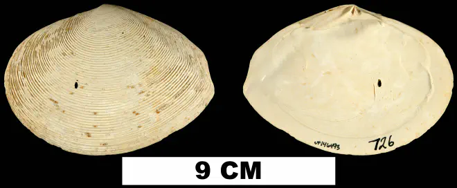 Semele perlamellosa from the Early Pleistocene Caloosahatchee Fm. of Hendry County, Florida (UF 146493).