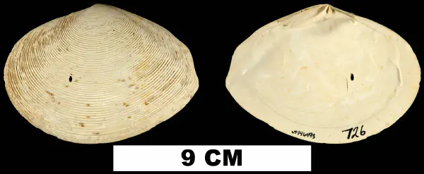 Semele perlamellosa