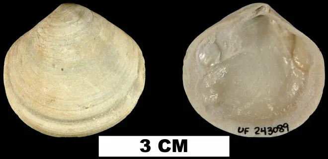 Semele proficua from the Middle Pleistocene Bermont Fm. of Palm Beach County, Florida (UF 243089).