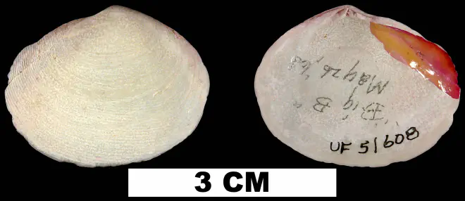 Semele purpurascens from the Middle Pleistocene Bermont Fm. of Palm Beach County, Florida (UF 51608).