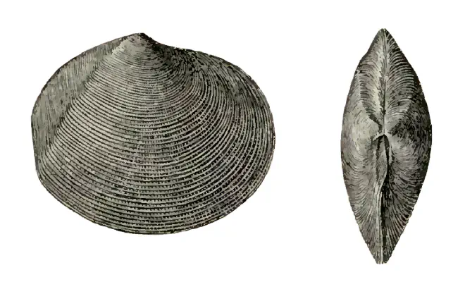 Specimen of Semele leana figured by Dall (1898, pl. 37, fig. 1 and 2); 54 mm in length.