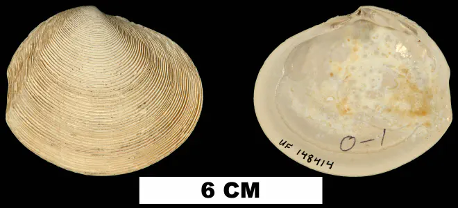 Semele leana from the Plio-Pleistocene (formation unknown) of Hendry County, Florida (UF 148414).
