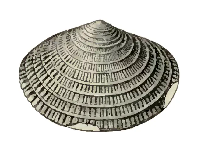 Specimen of Semele scintillata figured by Dall (1900, pl. 43, fig. 2); 8.0 mm in length.