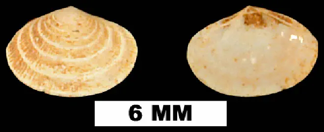 Semele scintillata from the Early Miocene Chipola Fm. of Calhoun County, Florida (UF 119704).
