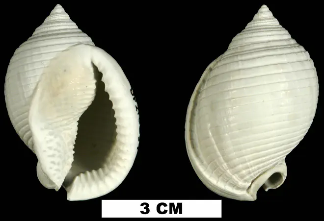 Semicassis granulata from the Middle Pleistocene Bermont Fm. of Miami-Dade County, Florida (UF 216659).