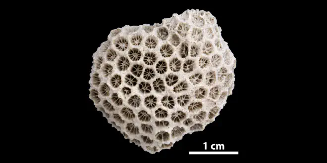 Photograph of fossil of Septastrea marylandica.