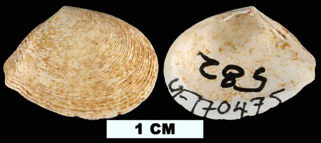 Merisca aequistriata from the Late Pliocene Tamiami Fm. (Pinecrest Beds) of Glades County, Florida (UF 170475).