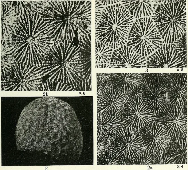 Figures of fossils of Siderastrea pliocenica.