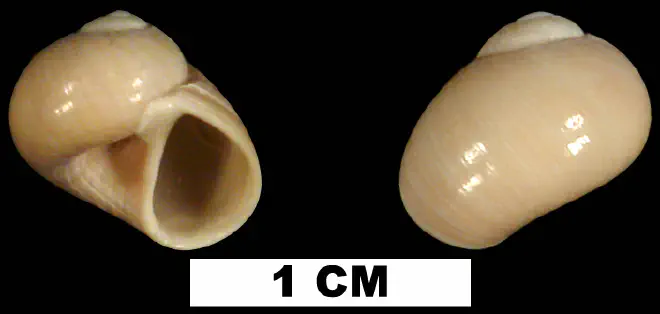 Sigatica bathyora from the Late Pliocene Tamiami Fm. (Pinecrest Beds) of Collier County, Florida (UF 71416).