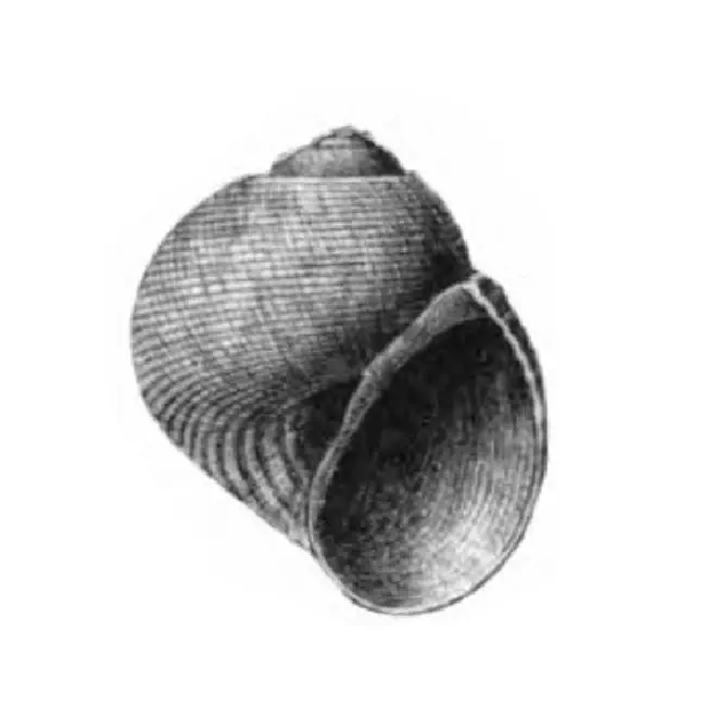Specimen of Sigatica caractica figured by Gardner (1926, pl. 60, fig. 2); 8 mm in length.