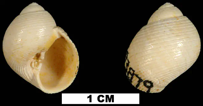 Sigatica caractica from the Early Miocene Chipola Fm. of Calhoun County, Florida (UF 93879).
