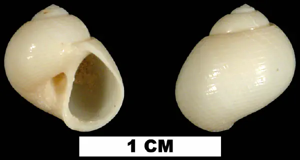 Sigatica semisulcata