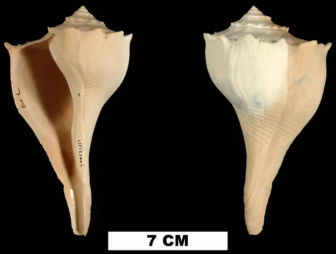 Sinistrofulgur contrarium from the Middle Pleistocene Bermont Fm. of Glades County, Florida (UF 125662).