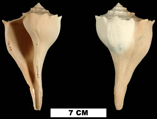 Sinistrofulgur contrarium