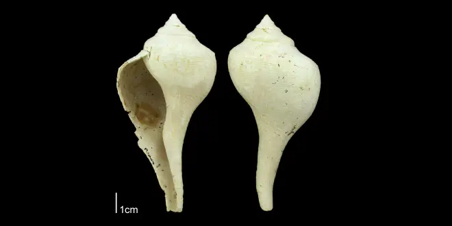 Sinistrofulgur yeehaw from the Plio-Pleistocene Nashua Fm. of Putnam County, Florida (PRI 70662).