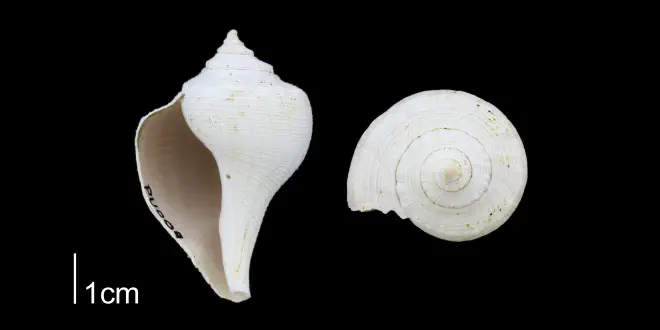 Sinistrofulgur yeehaw from the Plio-Pleistocene Nashua Fm. of Putnam County, Florida (PRI 70662). Note that the long anterior canal of this specimen is not preserved.