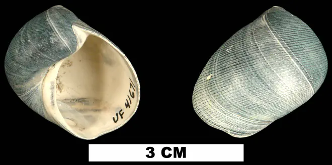 Sinum chipolanum from the Early Miocene Chipola Fm. of Calhoun County, Florida (UF 41671).