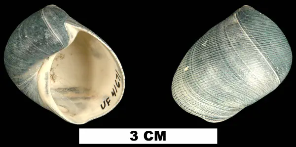 Sinum chipolanum