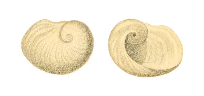 Specimen of Sinum perspectivum figured by Say (1831, pl. 25, fig. a).