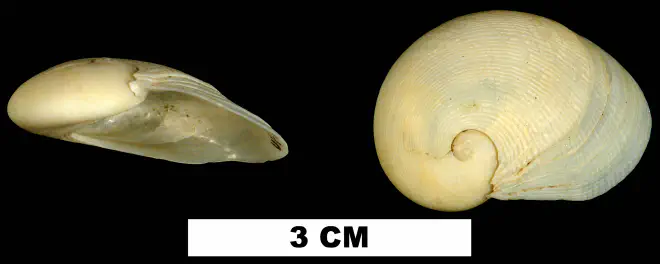 Sinum perspectivum from the Late Pleistocene Socastee Formation of Charleston County, South Carolina (UF 215940).