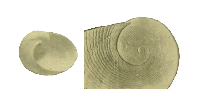 Specimen of Sinum polandi figured by Smith (1936, pl. 9, fig. 10 and 10a); 25 mm.