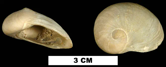 Sinum polandi from the Middle Miocene Bermont Fm. of Palm Beach County, Florida (UF 127335).