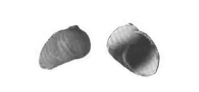 Specimen of Sinum waltonense figured by Gardner (1947, pl. 59, fig. 33 and 34); 27 mm in length.