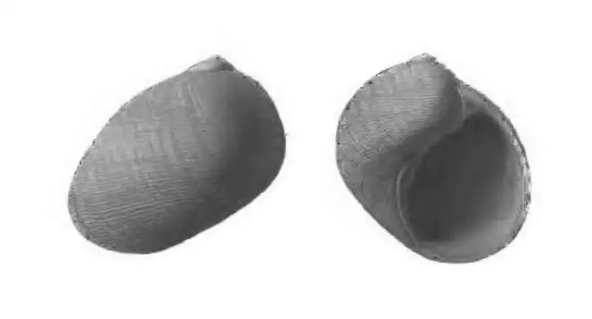 Specimen of Sinum waltonense figured by Gardner (1947, pl. 59, fig. 35 and 38); 15.5 mm in length.