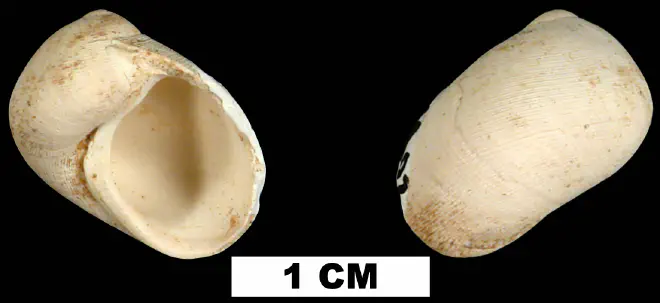 Sinum waltonense from the Middle Miocene Shoal River Formation of Walton County, Florida (UF 69802).