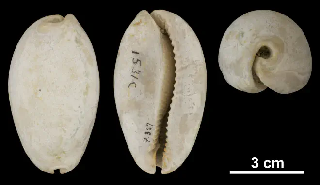 Siphocypraea problematica from the Plio-Pleistocene (formation unknown) of Hendry County, Florida (PRI 69852).
